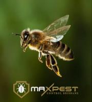 MAX Bee and Wasp Removal Brisbane image 10